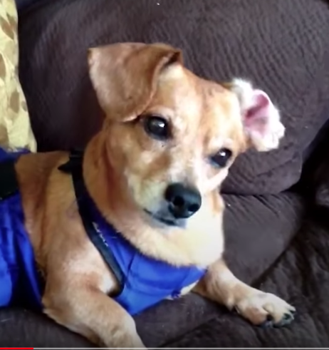 Adorable Oscar Madison the rescue dog found love and inspires others