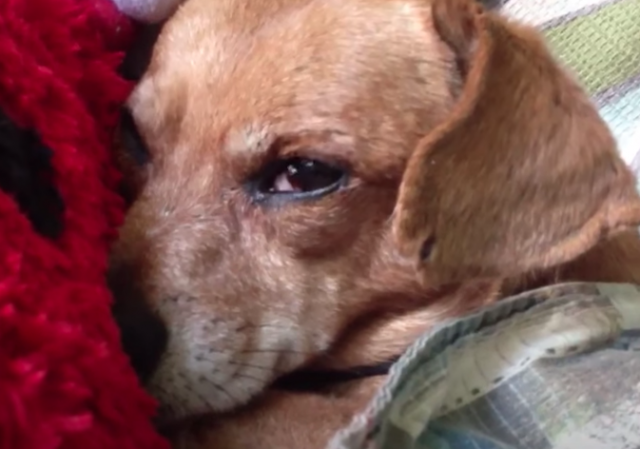 Oscar Madison the inspirational rescue dog snuggling his Mom at his forever home