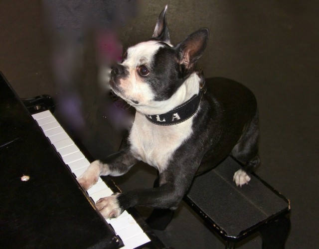 TH Bell at Piano Pawsway