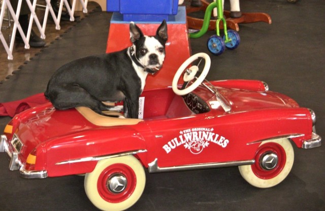 Bella the Boston Terrier from UlitMutts Stunt Dog Show in her Bullwrinkles Car