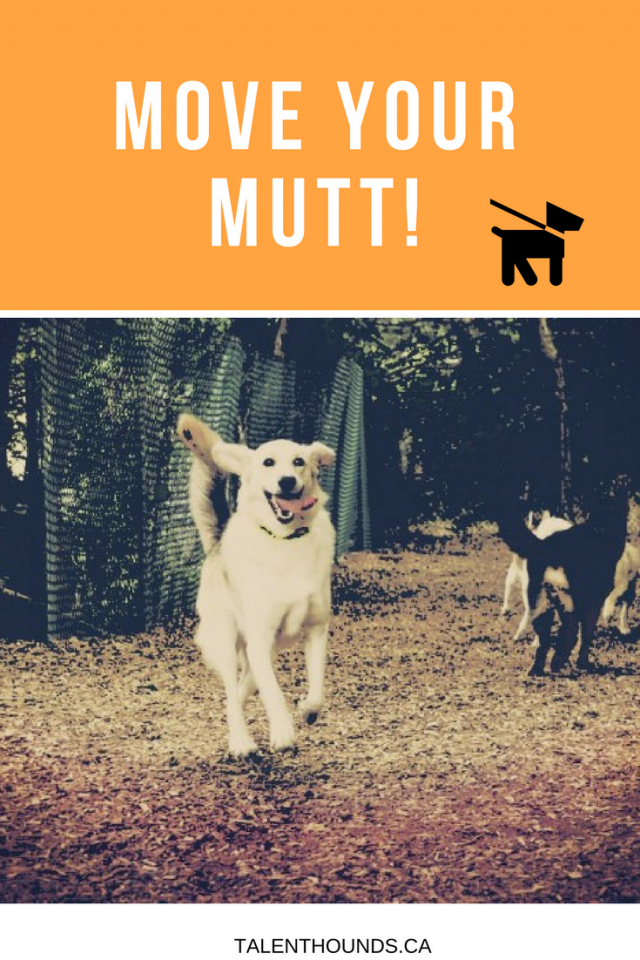 move your mutt pin with golden dog in the park