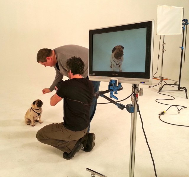 Fishstick the Pug and rescue Dad Tim behind the scenes