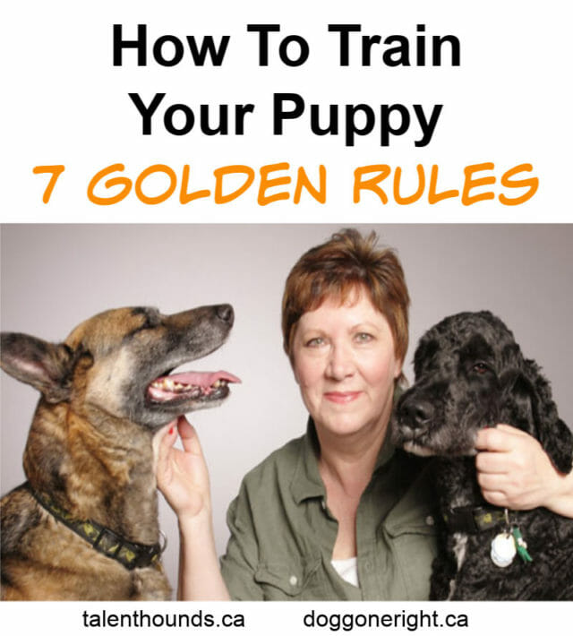 Find out how to train your puppy with expert Maragret Pender- she shares her 7 golden rules.