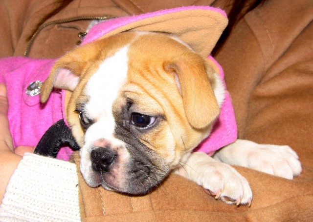 bulldog puppy