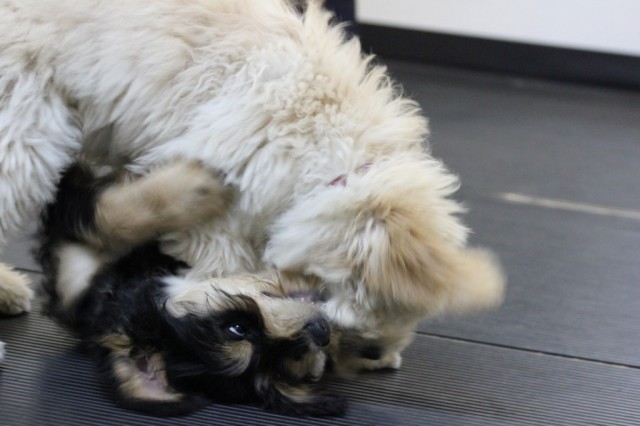 white puppy plays with tan and black puppy showing you "How to determine Good versus Bad Puppy Play"