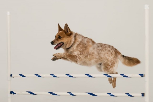 Remi jumping over an agility hurdle