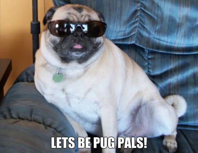 pugpal2