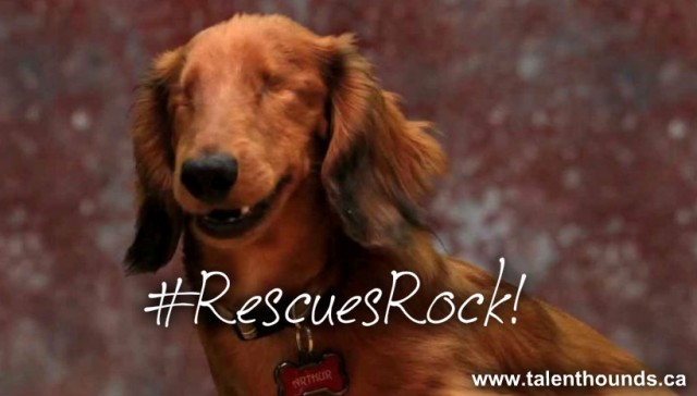 arthur the blind dashund rescue 