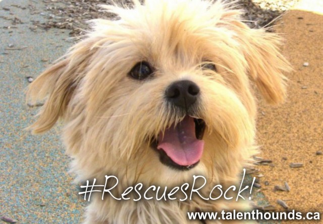 rescuesrock3winnie