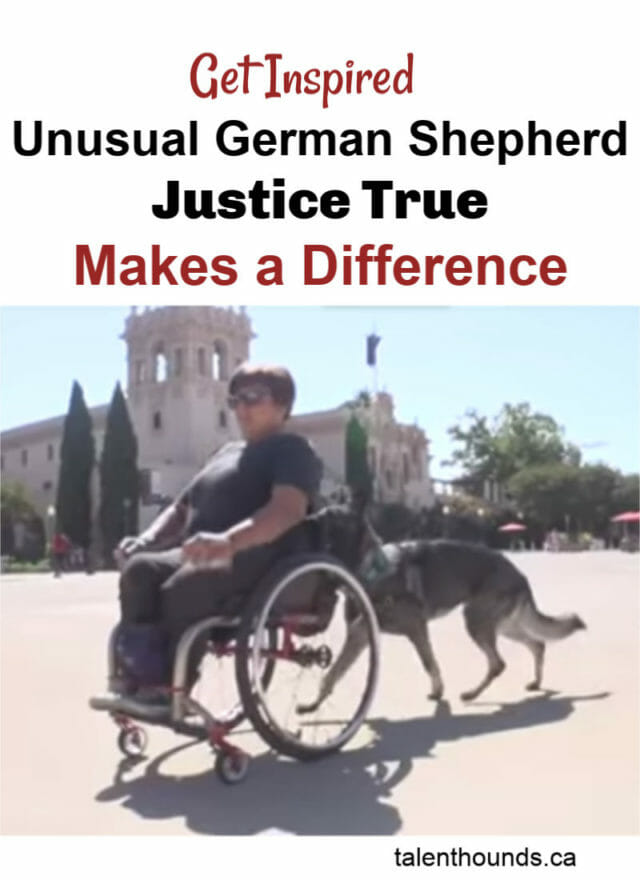 Get inspired by this unusual Service Dog- German Shepherd Justice True - who makes a difference