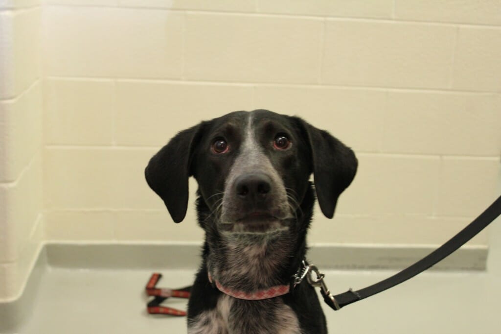 Toronto Humane Society Shelter & Rescue Dogs Rock! Talent Hounds