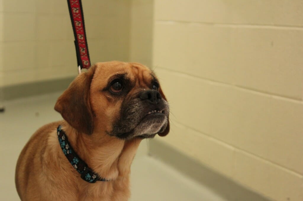 Toronto Humane Society Shelter & Rescue Dogs Rock! Talent Hounds