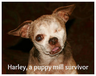 Harley the puppy mill survivor
