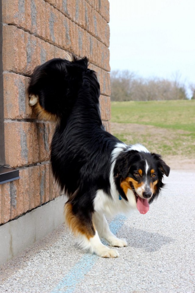 Ranger doing a paw stand against a wall