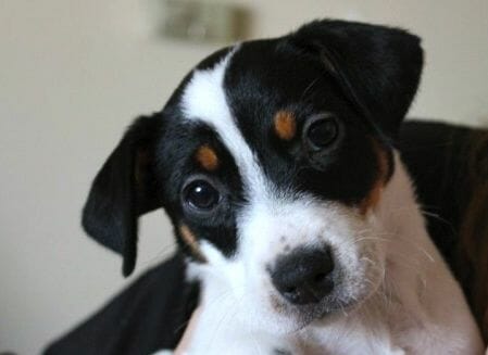 Shivers the Jack Russel puppy looking at the camera