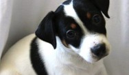 jack russell/parson russell