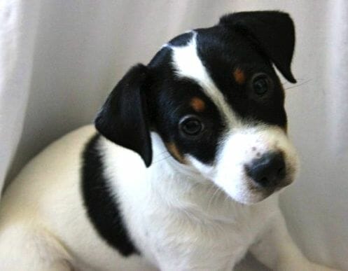 jack russel parson