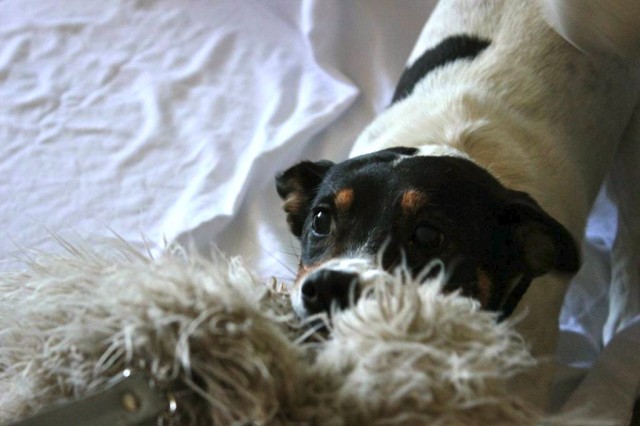 Jack Russell Terrier loves playing Tug