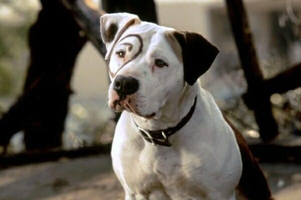 little rascals movie image of dog