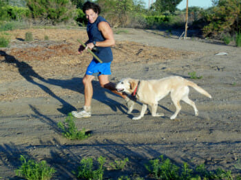 jack the rescue lab and steve running-350x262