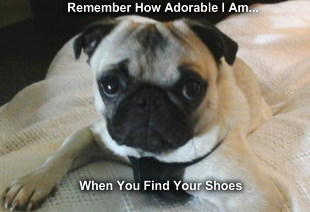 memepug