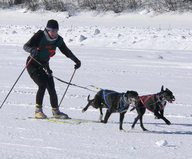 Skijor worlds racing - Heather Adeney, photograph taken at the IFSS World Championship race, Dawson City, Yukon,