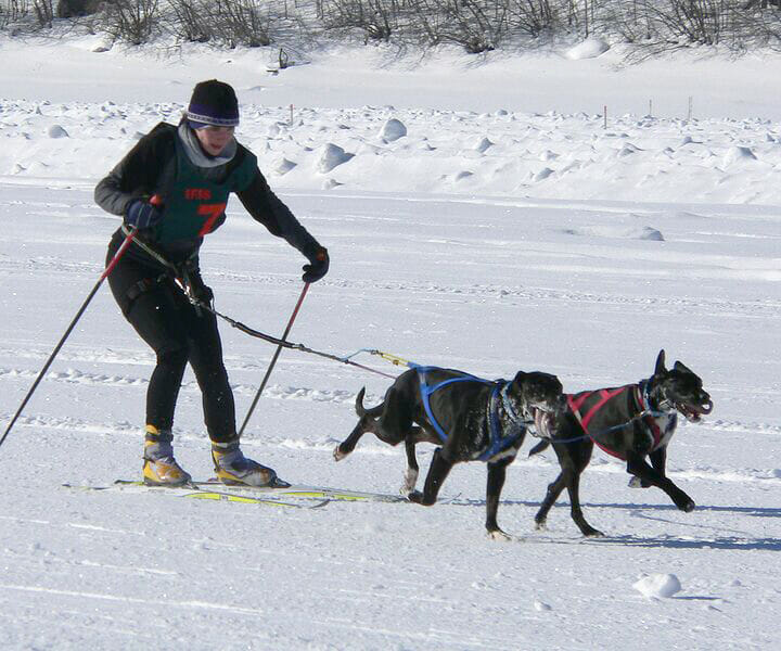 What is Skijoring? Talent Hounds