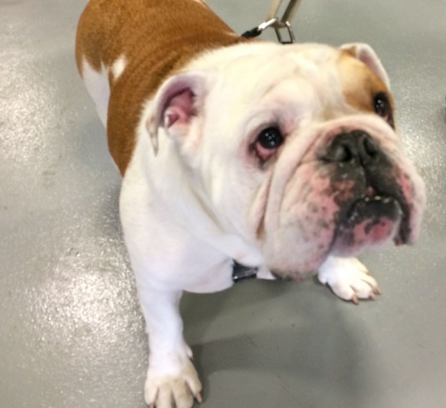 english bulldog at event