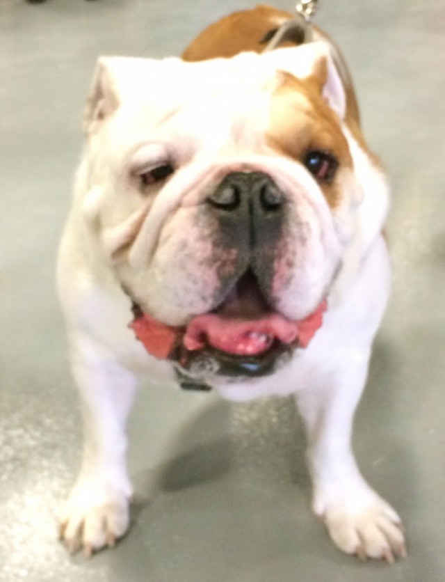 TH Bulldog2 Pet Expo