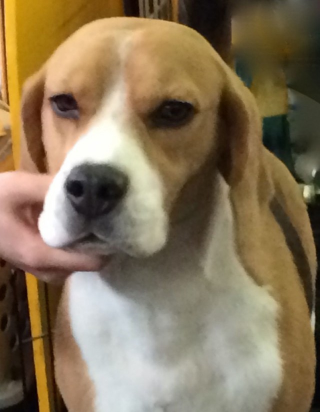 TH Westmin beagle