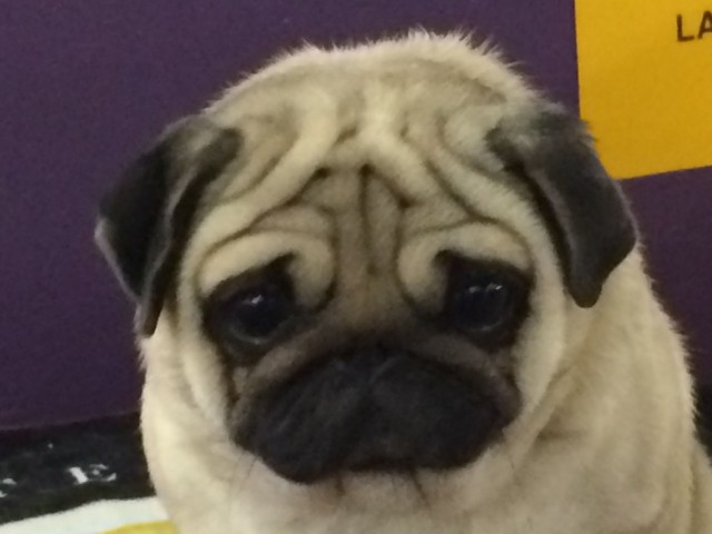 TH Westminpug