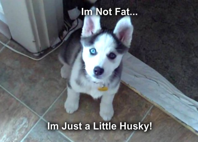 memehuskey