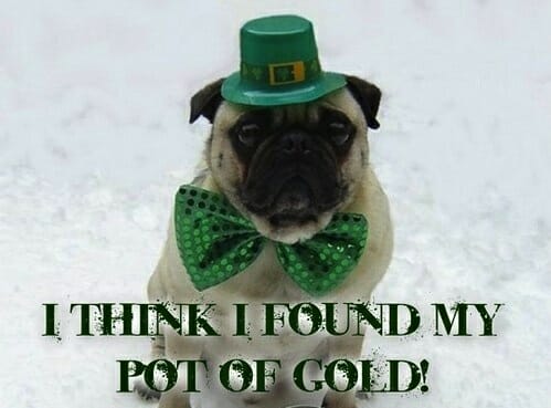 TH Funny-St-Patrick-s-Day-Pug-Dog-Meme-laughing-33928808-500-497