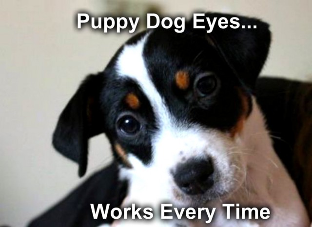 puppyeyesmeme