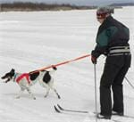 skijoring photo of woman on skis pulled by one dog