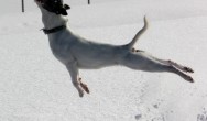 Mabel the Jack Russel doing disc in the snow