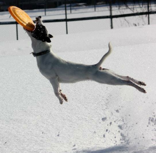 Mabel the Jack Russel doing disc in the snow