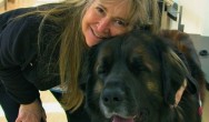 Susie and Olie the leonberger