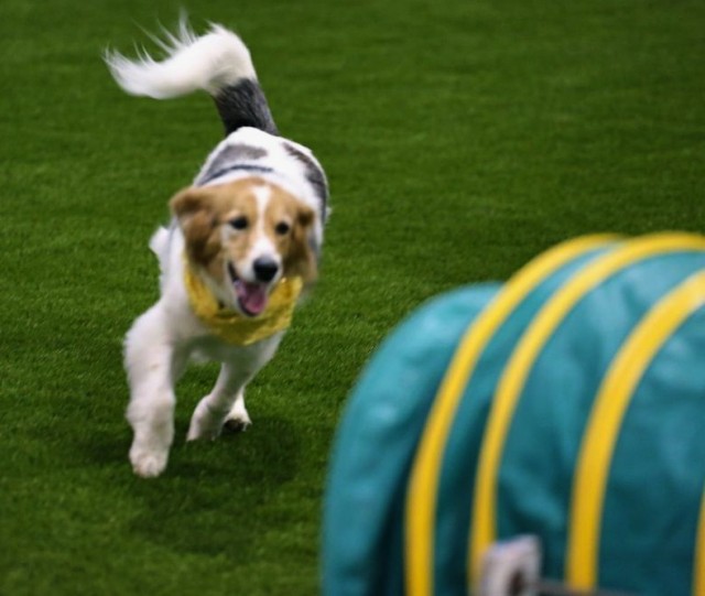 Woofjocks performer showcasing fit dogs