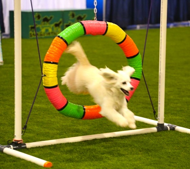 Talented fits dogs in the Woofjocks Canine All Stars jumping through hoop at All About Pets show