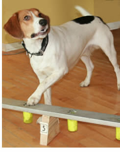 Buster the cancer sniffing dog in Canada