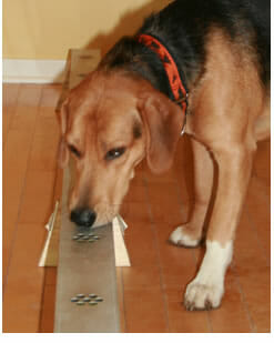 Indie the cancer detection dog