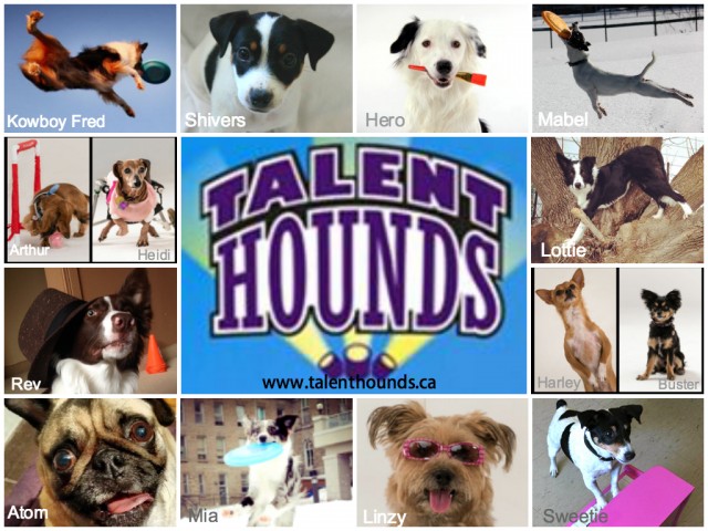 List of different breed posts on Talent Hounds