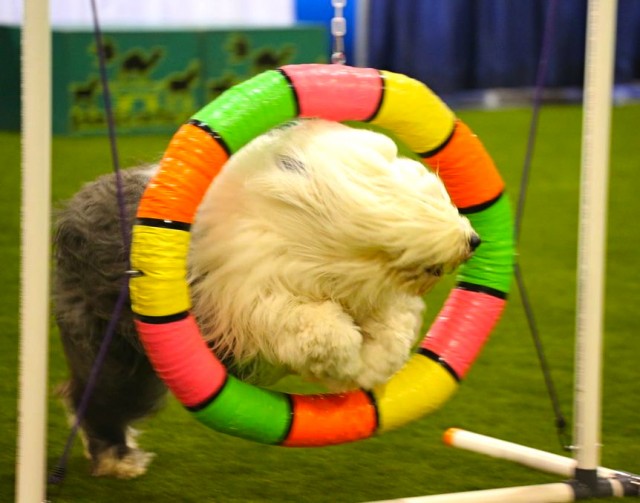 Amazing sheepdog in Woofjocks jumps though ring