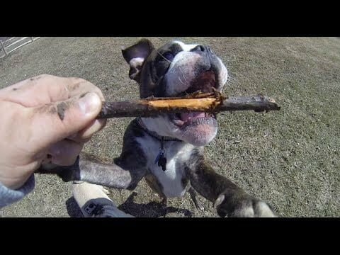 Pippy Puppy Love first date- slow mo