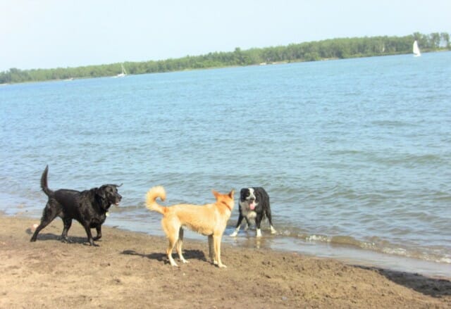 TH-3-more-dogs-water-640x439