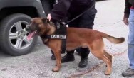 Amazing Drug Detection Dog