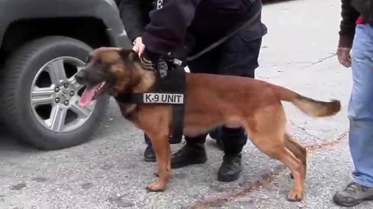 How Amazing Drug Detection Dog's Make A Difference