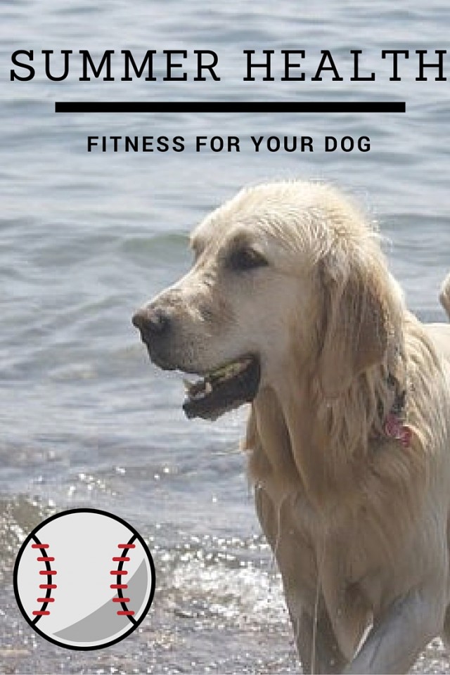 Summer Health for Dogs- golden retriever enjoying the beach