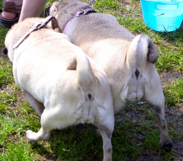 2 Pugs with their cute curly tails